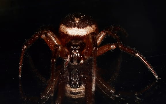 noble false widow spider (Steatoda nobilis)