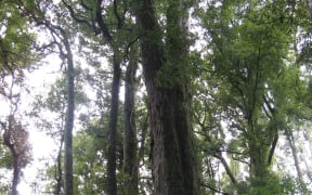 Mamaku Bush