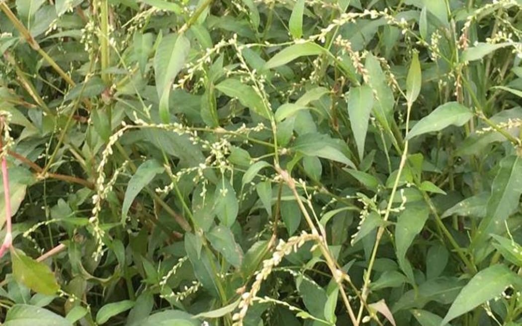 Polygonum salicifolia, or swamp willow weed, growing in Northland