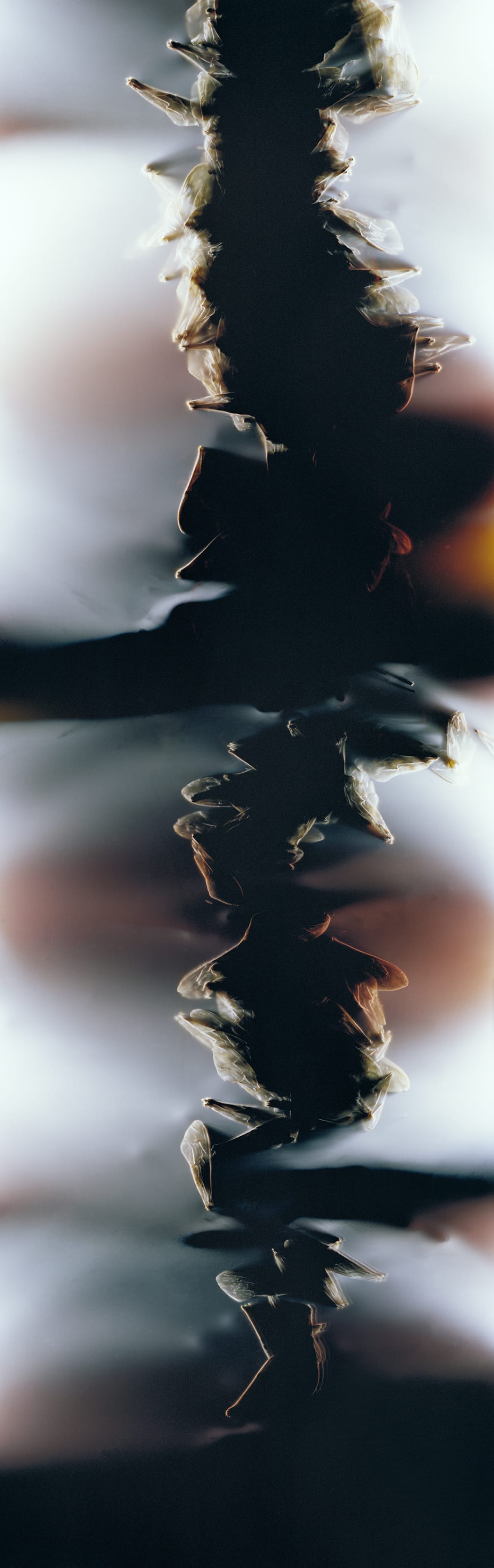08_FILM_02_NOBLE 001