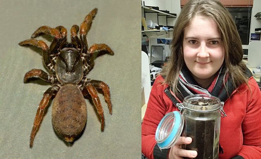 A Cantuaria spider, photographed by Steve Kerr outside its usual tunnel, and Vikki Smith holding the tall dirt-filled jar that is home to a trapdoor spider she has named Sweetheart.