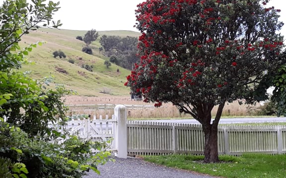 View of hills from churchyard gate, St Michael and All Saints Church, Porangahau. A pohutukawa tree in full bloom is next to the gate.