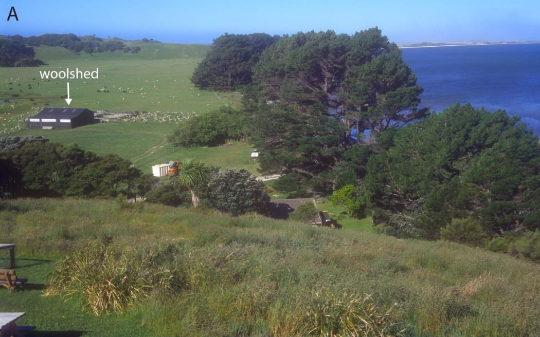 Kūmara planting pits dug into a Shelly Beach ridge at Triangle Flat in which kūmara were grown, leaving distinctive starch granules in soils, from after 1600 AD.