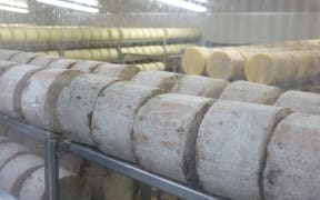 Whitestone Cheese wheels in storage.