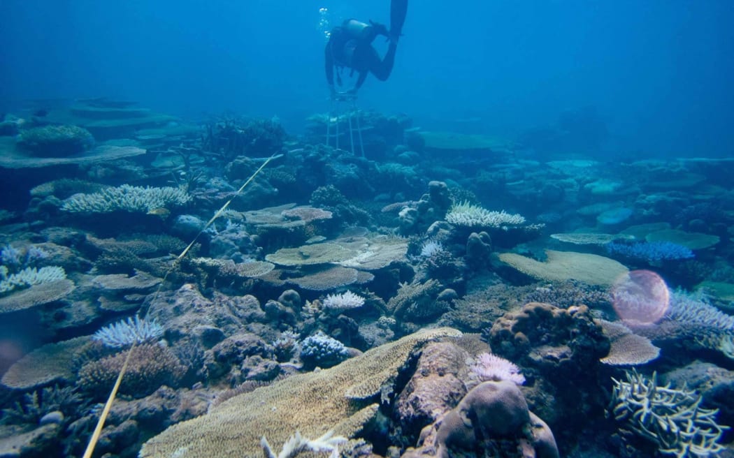 Bleached corals in Palau.