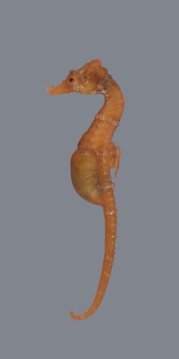 This seahorse is the first to be found in the Kermadecs.