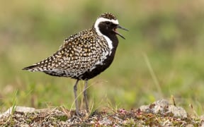 A male Pacific golden plover in breeding colours, at the breeding grounds in Alaska.