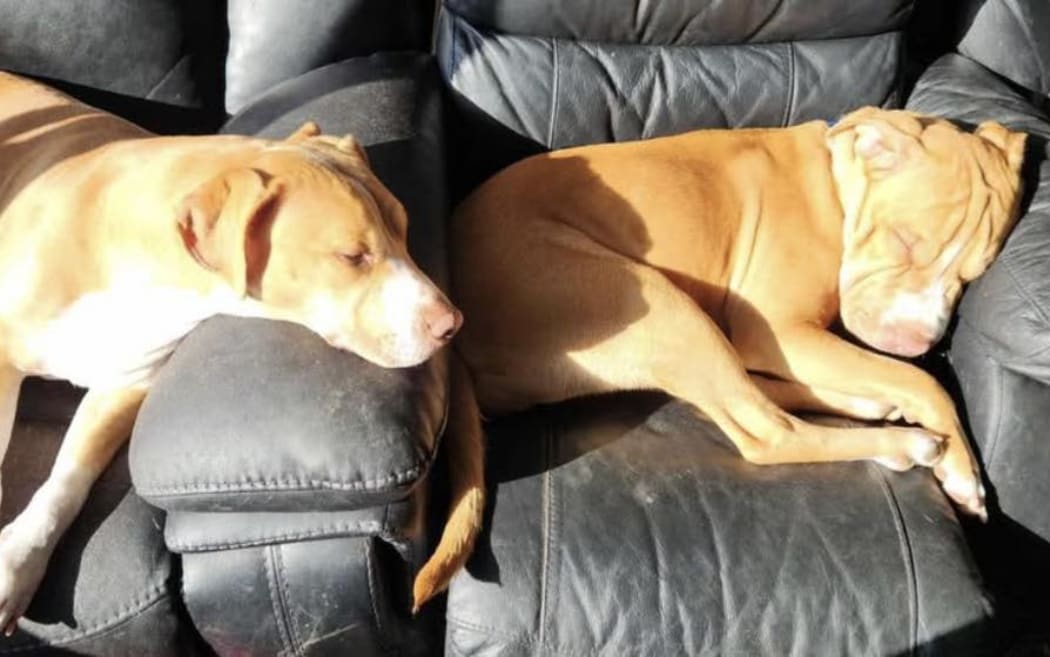 Nema and Sophie are two dogs that need to find a new home after their family's landlord Kāinga Ora said they were not allowed.
