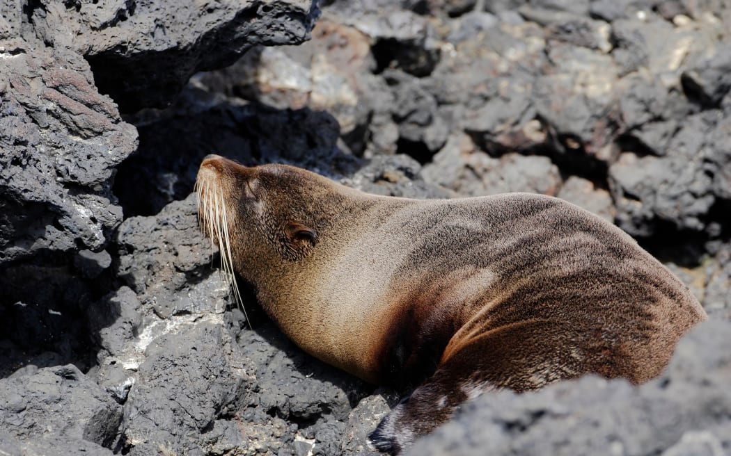 Galapagos Fur Seal (Arctocephalus galapagoensis), Puerto Egas, Santiago, Galapagos islands, Ecuador
