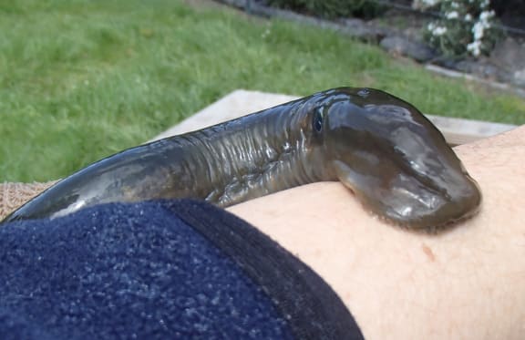 Head of a lamprey