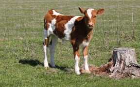 Bobby calf