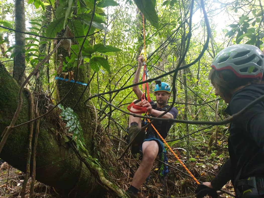 Nests sit high within trees, sometimes requiring ropes to climb to them.