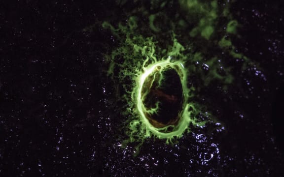 A freshwater limpet with slime which glows green in the dark.