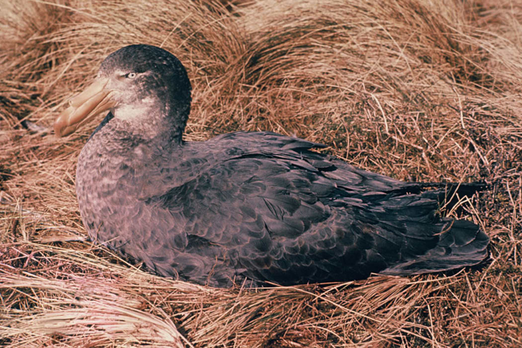 Northern Giant Petrel