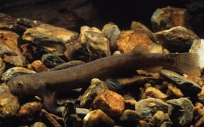 Clutha flathead galaxias