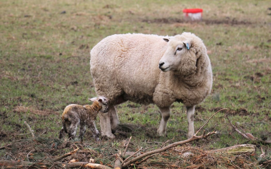 ewe and newborn lamb