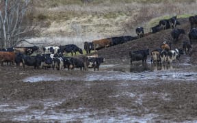 020818 Photo: Richard Cosgrove / Fish & Game NZ
Southland Fish & Game field trip looking at winter grazing and break feeding practices
