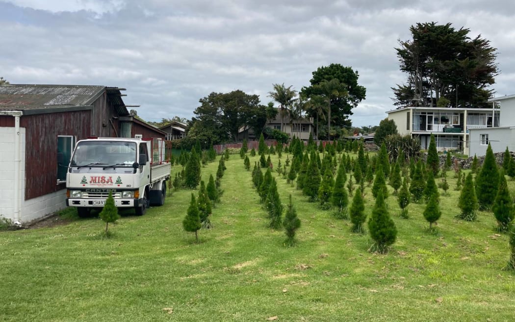 Misa Christmas Tree Farm in Balmoral