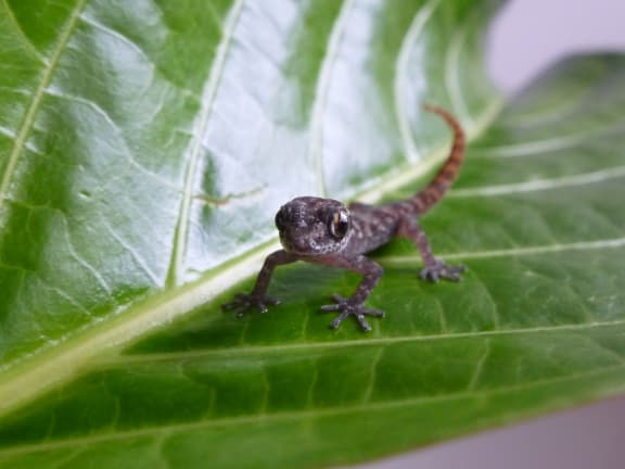 Small brown gecko on a leaf