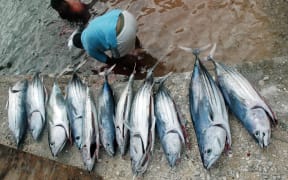 A man in Tokelau cleans his skipjack tuna catch.