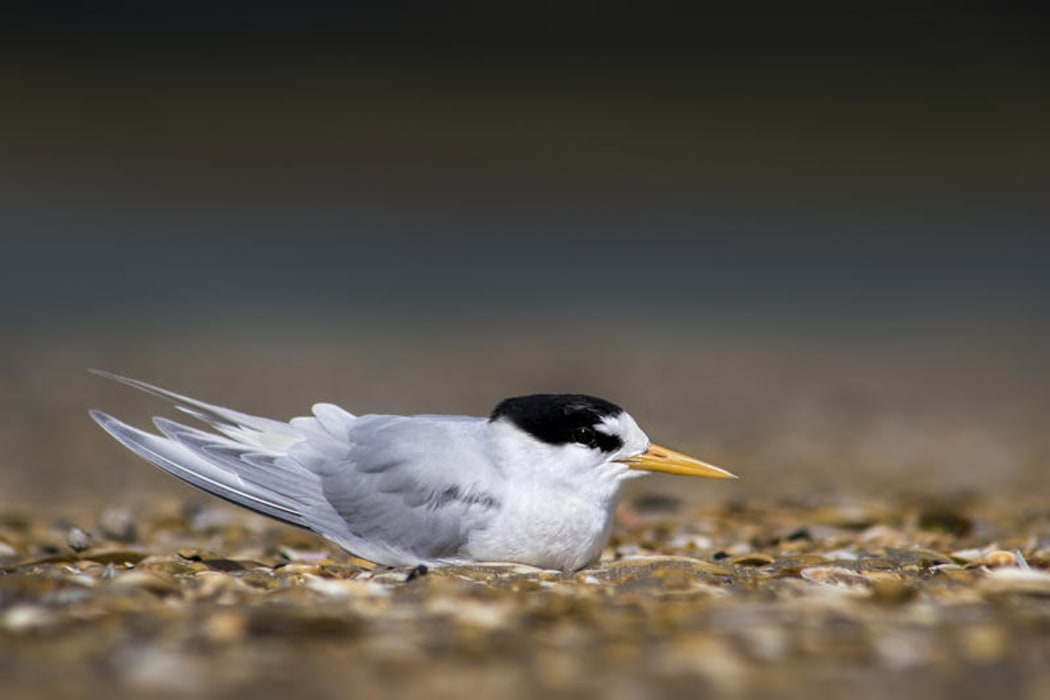 Fairy tern
