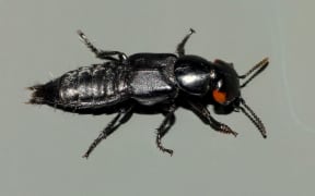 Devil’s coach horse beetle