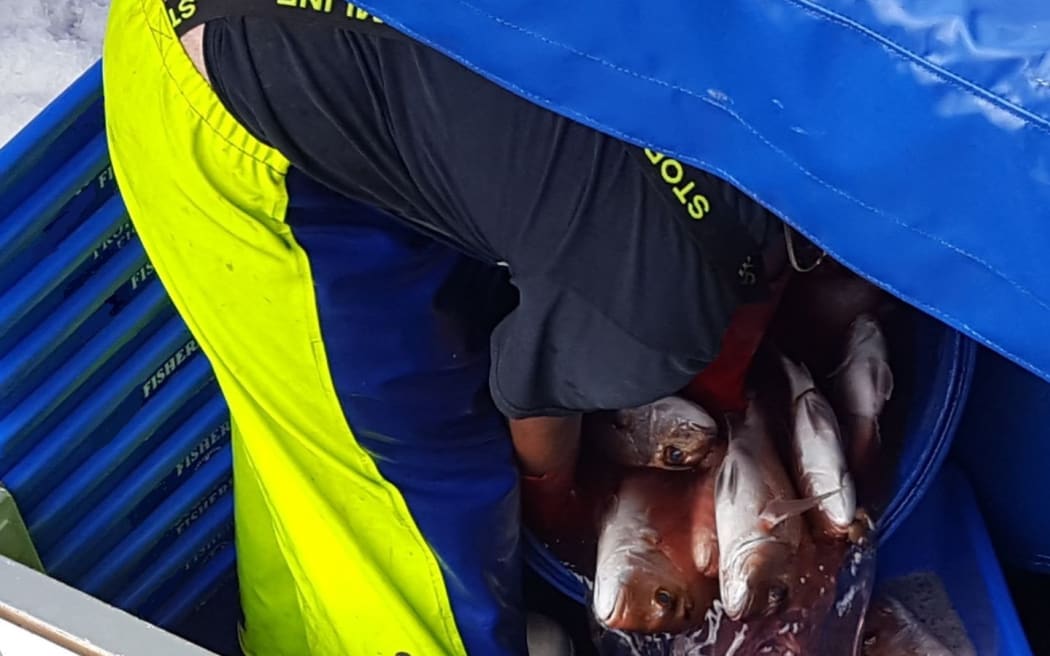 man in  wet gear overalls lifts fish into plastic  boxes