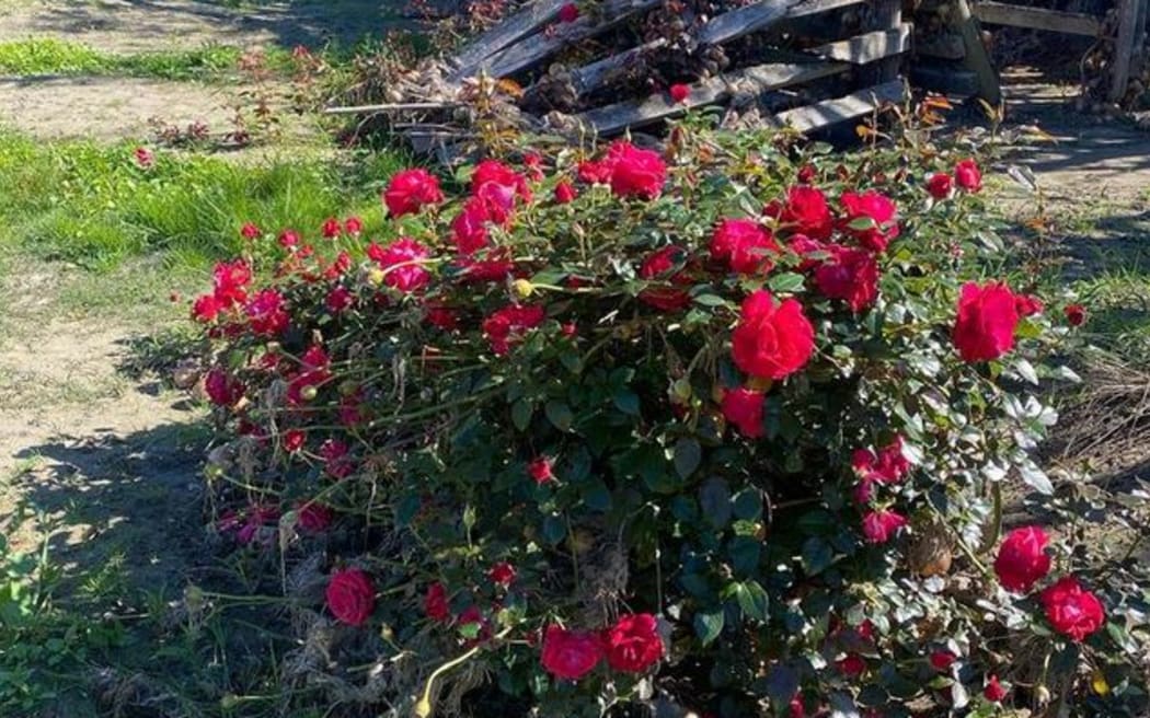 Amy Bowkett's roses, still blooming magnificently in April this year, in post-cyclone Esk Valley.