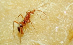 The mummified remains of a male blind cave wasp found underground in the Nullarbor.