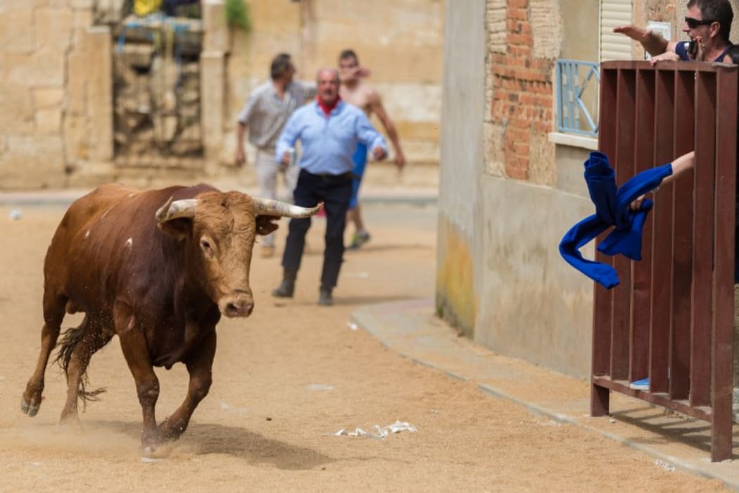 Bull in the running of the bulls in Argujillo, Spain