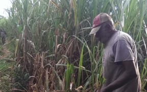 A sugar cane cutter near Lautoka, Fiji