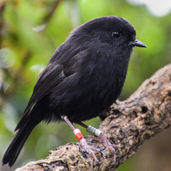 Black robin