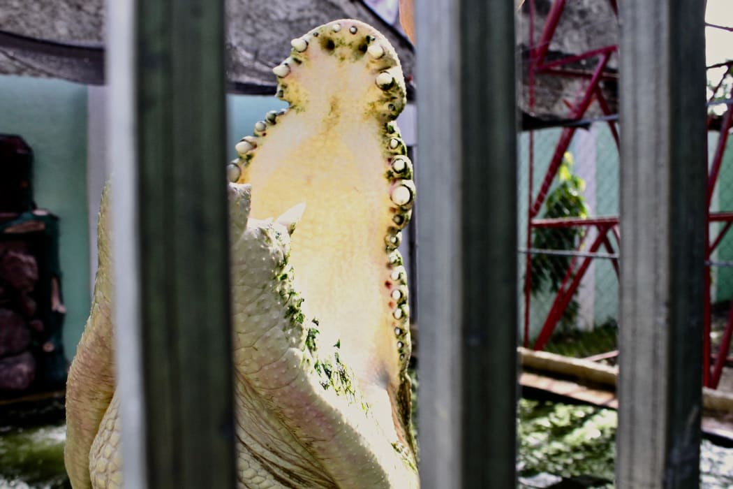 Aminu, crocodile at the BOP compound 1