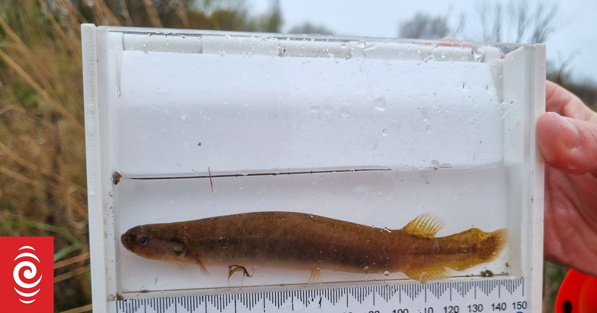 Rare endangered mudfish discovered on Timaru farm