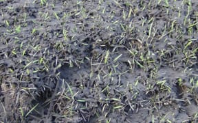 Ash from the eruption of the volcano on the Vanuatu island of Ambae has smothered crops. In some areas it's as thick as 30cm.