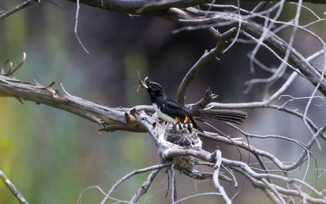 A small black and white bird with a fanned tail sits on a twiggy bare branch with an insect in its beak. Next to the bird is a small cup-shaped nest with two tiny chicks sticking their heads out, with their beaks open begging for food.