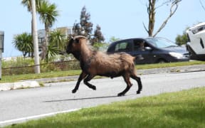 Feral goats in groups are a common presence throughout the West Coast including within 100m of the Greymouth town centre, as pictured here near the Cobden Bridge, where dozens of animals are regularly seen to browse.