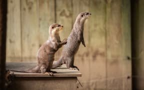 Otters at Wellington Zoo
