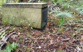 Thousands of stoat traps are being used in Fiordland to keep islands free of the voracious introduced hunter. Rimu fruits carpet the forest floor around this trap.