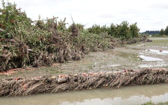 Apples strewn in the mud in Twyford in Hawke's Bay