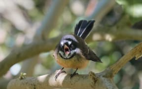 Holly's piwakawaka friend.