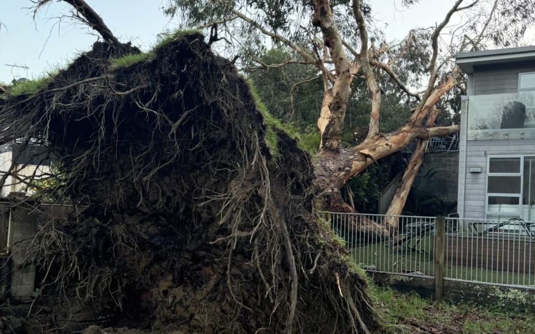A couple in Meadowbank are furious after a tree that have pleaded with Auckland Council to have removed was ripped out of the ground in a fierce storm on the night on 29 May, ending up on their house.

Photos supplied via NZH - single use only.