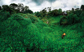 A lush gulley filled with weeds.