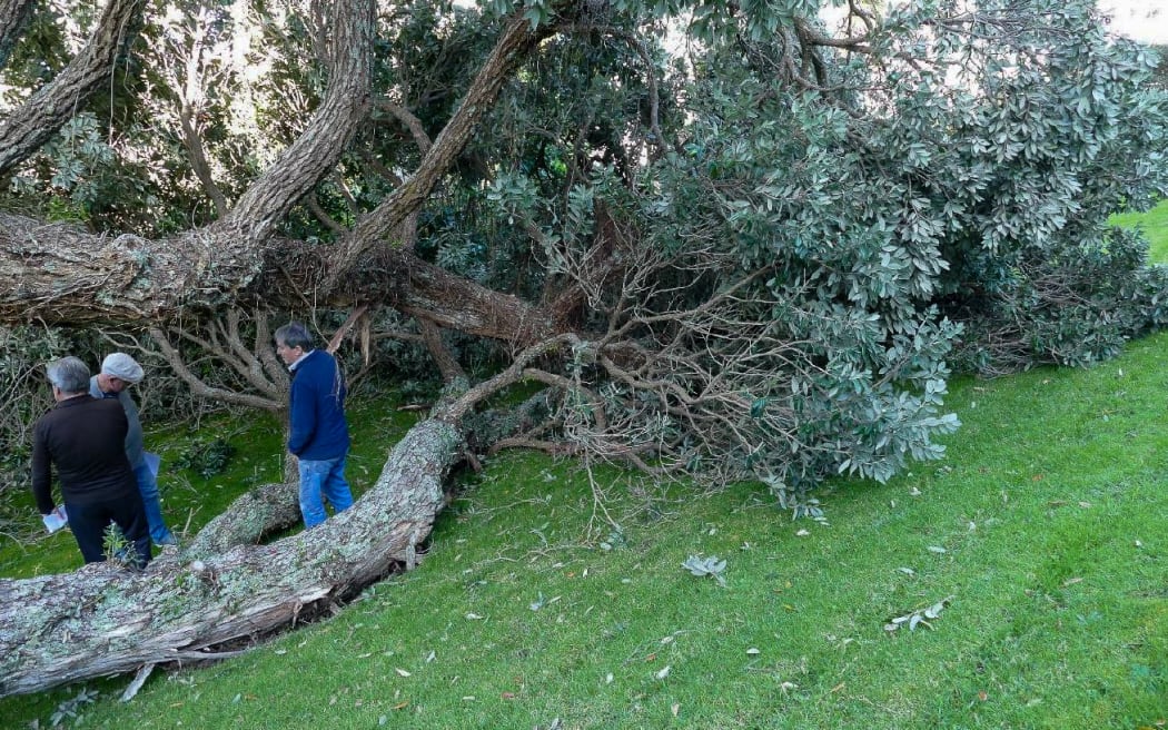 A Pohutukawa tree at The Sands apartment complex in Takapuna is at the centre of a stoush between residents and Auckland Council. The tree has fallen but is still alive and residents want the tree removed.