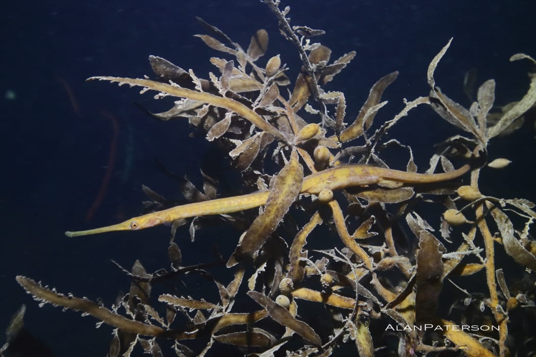 Long-snouted pipefish
