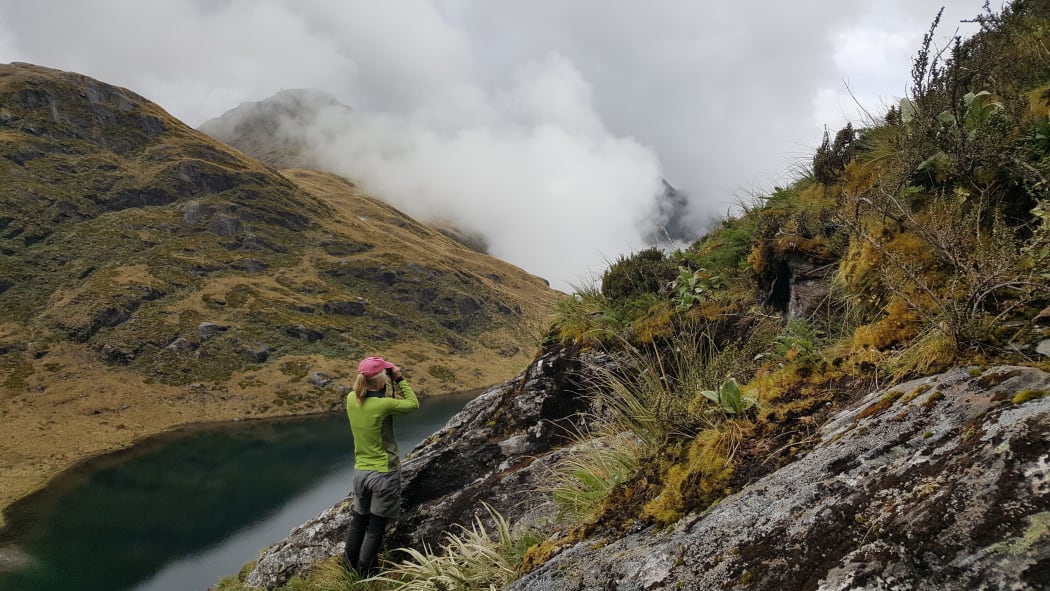Kerry Weston scanning for rock wrens above Minim Mere in South Westland. A typical rock wren habitat includes bluffs, boulder fields and subalpine scrub.