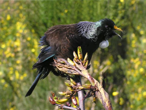 Tui singing on flax bush, Wrights Hill, Wellington.