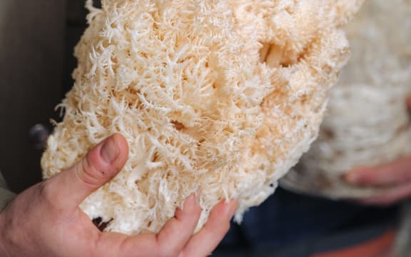 Pekepeke-Kiore, or Lion's mane mushroom