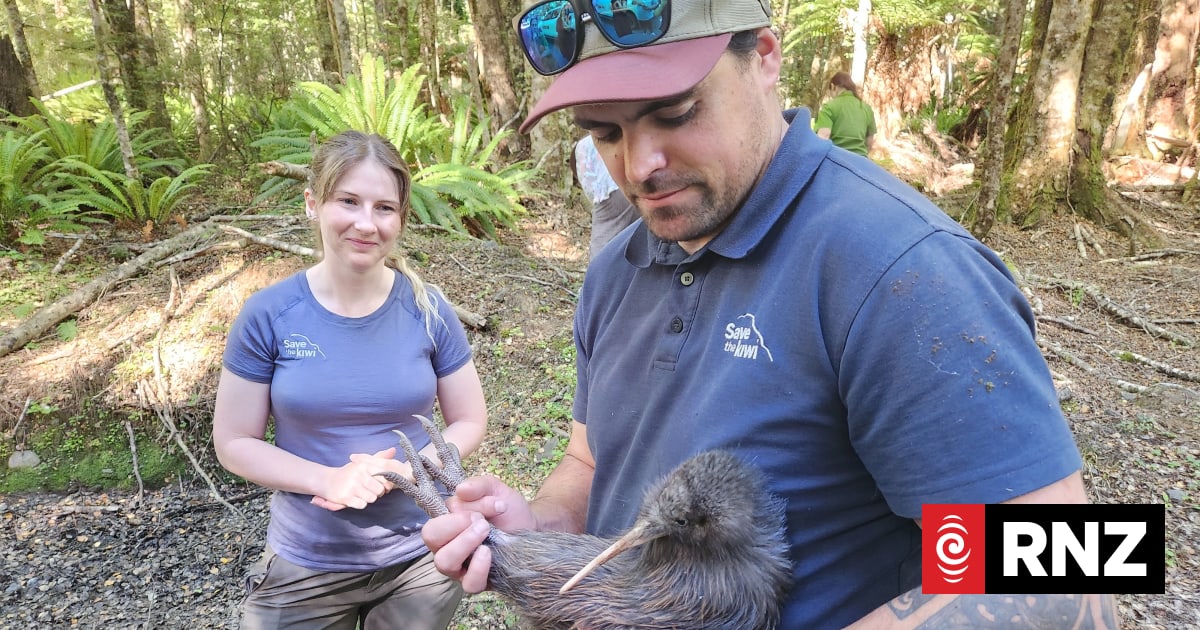?Thrilling’: Young kiwi sighting a milestone for iwi restoration efforts
