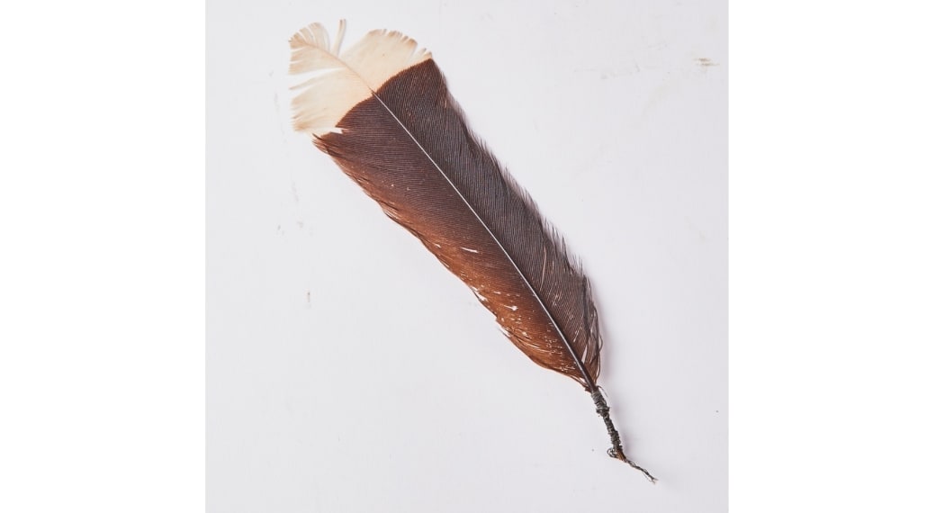 A huia feather up for auction by Webb's.